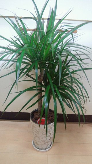 セリア、100均の観葉植物育ててる方☆