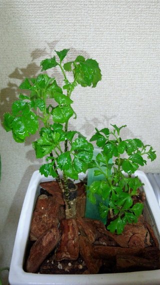 セリア、100均の観葉植物育ててる方☆