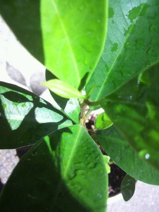 セリア、100均の観葉植物育ててる方☆