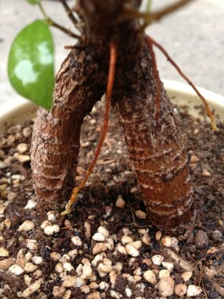 セリア、100均の観葉植物育ててる方☆