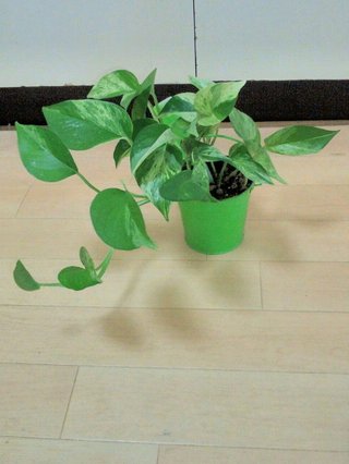 セリア、100均の観葉植物育ててる方☆