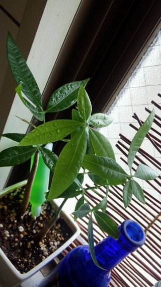 セリア、100均の観葉植物育ててる方☆