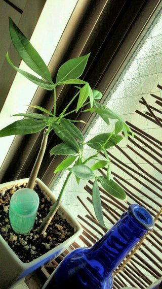 セリア、100均の観葉植物育ててる方☆