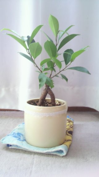 セリア、100均の観葉植物育ててる方☆