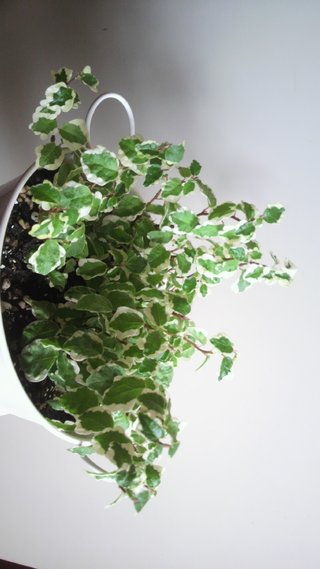 セリア、100均の観葉植物育ててる方☆