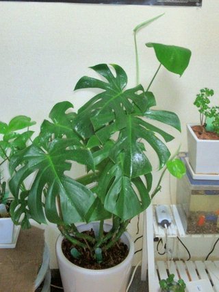 セリア、100均の観葉植物育ててる方☆