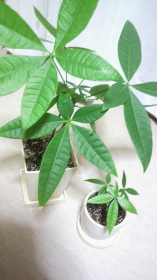 セリア、100均の観葉植物育ててる方☆