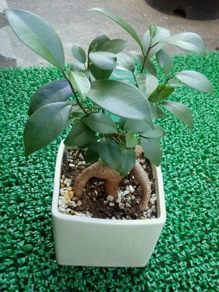 セリア、100均の観葉植物育ててる方☆