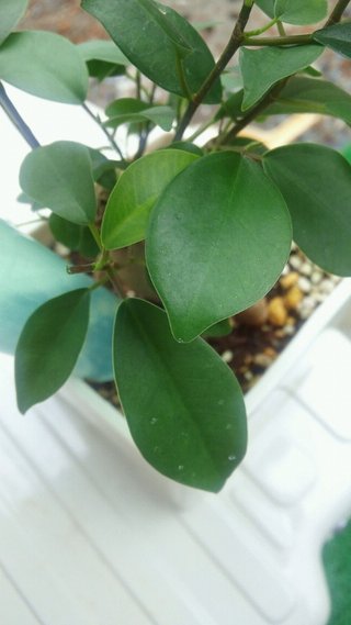 セリア、100均の観葉植物育ててる方☆