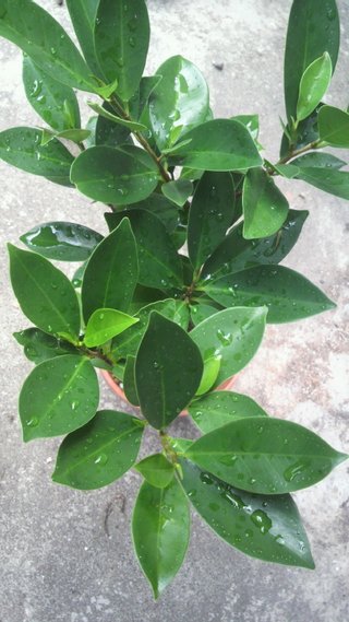 セリア、100均の観葉植物育ててる方☆