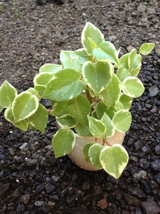 セリア、100均の観葉植物育ててる方☆