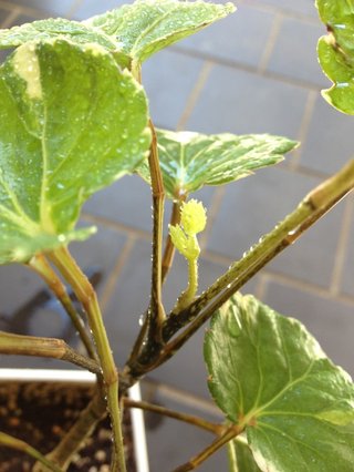 セリア、100均の観葉植物育ててる方☆