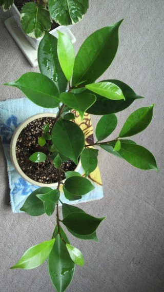 セリア、100均の観葉植物育ててる方☆