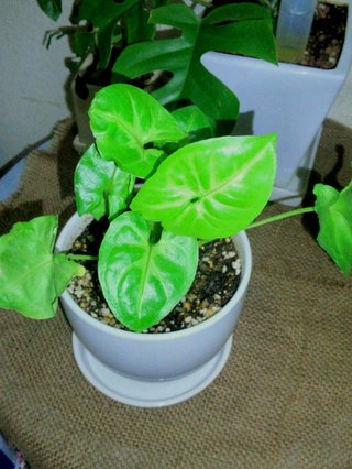 セリア、100均の観葉植物育ててる方☆