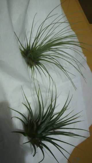 セリア、100均の観葉植物育ててる方☆