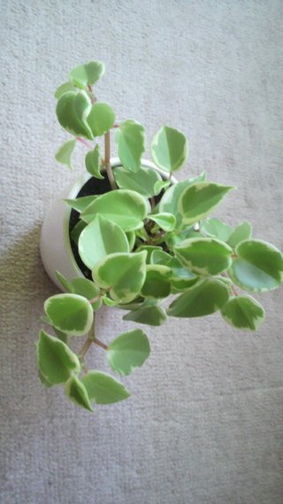 セリア、100均の観葉植物育ててる方☆