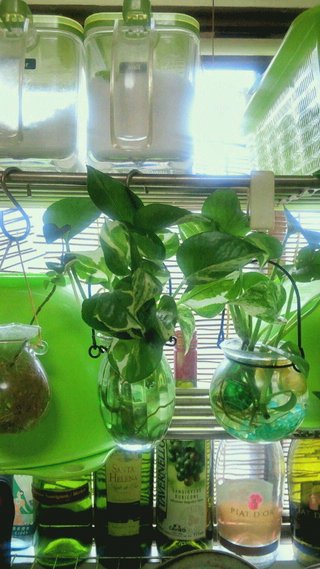 セリア、100均の観葉植物育ててる方☆