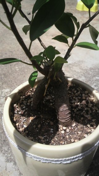 セリア、100均の観葉植物育ててる方☆