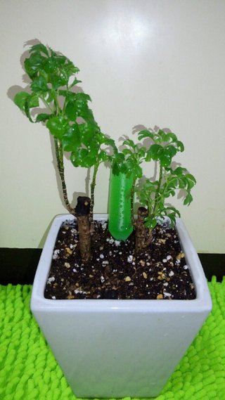 セリア、100均の観葉植物育ててる方☆