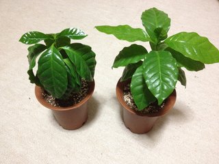 セリア、100均の観葉植物育ててる方☆