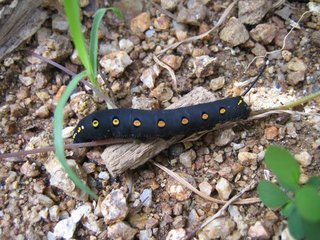 黒に黄色のしましま幼虫