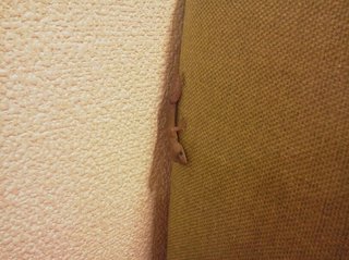 この子はヤモリ？とかげ？