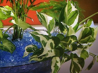 セリア、100均の観葉植物育ててる方☆