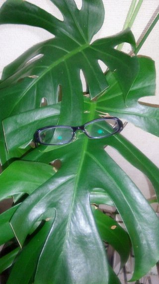 セリア、100均の観葉植物育ててる方☆