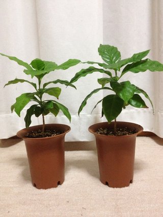 セリア、100均の観葉植物育ててる方☆