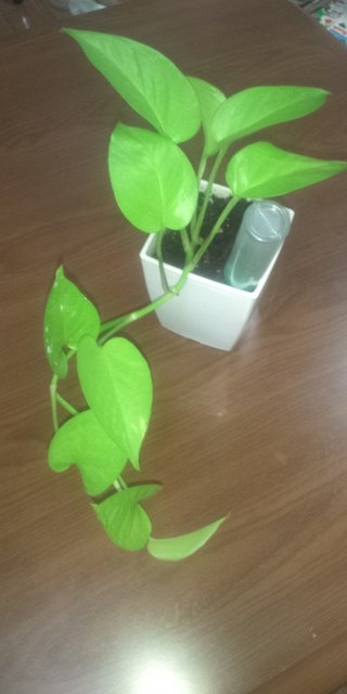 セリア、100均の観葉植物育ててる方☆