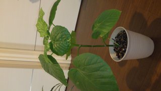 セリア、100均の観葉植物育ててる方☆