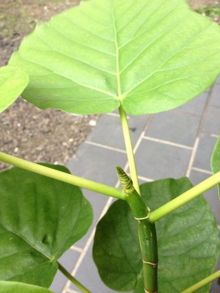 セリア、100均の観葉植物育ててる方☆