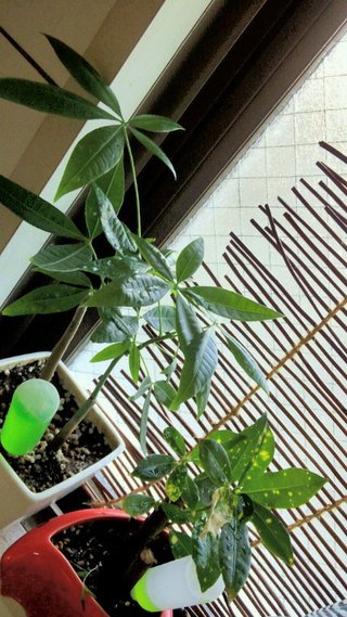 セリア、100均の観葉植物育ててる方☆