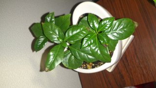 セリア、100均の観葉植物育ててる方☆