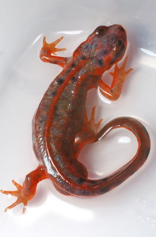 この子はヤモリ？とかげ？