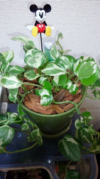 セリア、100均の観葉植物育ててる方☆