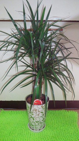 セリア、100均の観葉植物育ててる方☆