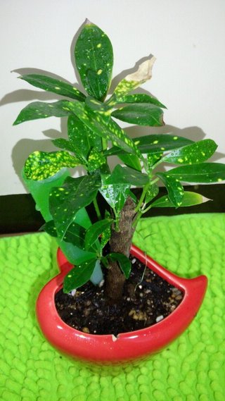 セリア、100均の観葉植物育ててる方☆