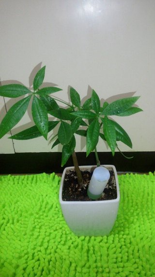 セリア、100均の観葉植物育ててる方☆