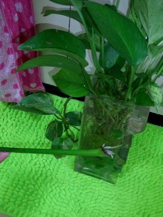 セリア、100均の観葉植物育ててる方☆