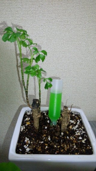 セリア、100均の観葉植物育ててる方☆