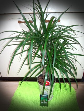 セリア、100均の観葉植物育ててる方☆