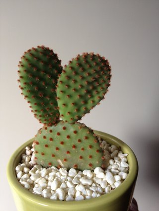 セリア、100均の観葉植物育ててる方☆