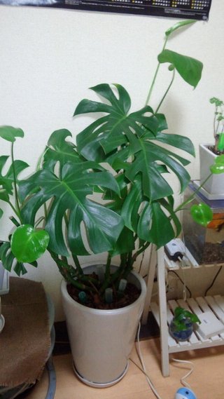 セリア、100均の観葉植物育ててる方☆