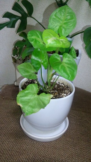 セリア、100均の観葉植物育ててる方☆