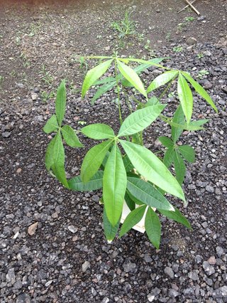 セリア、100均の観葉植物育ててる方☆