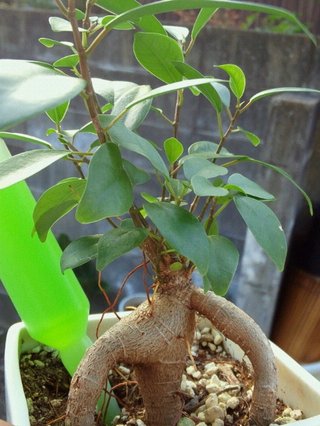 セリア、100均の観葉植物育ててる方☆