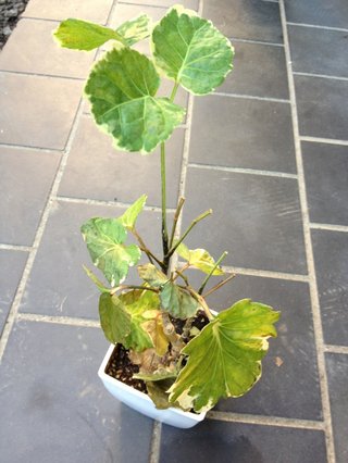 セリア、100均の観葉植物育ててる方☆