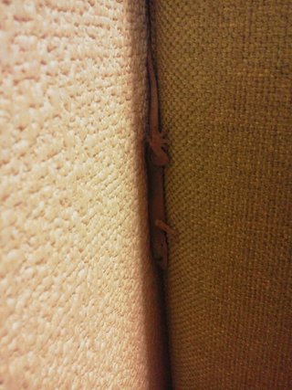 この子はヤモリ？とかげ？