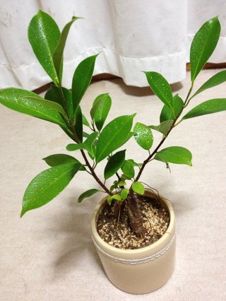 セリア、100均の観葉植物育ててる方☆